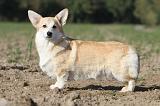 CORGI PEMBROKE 680